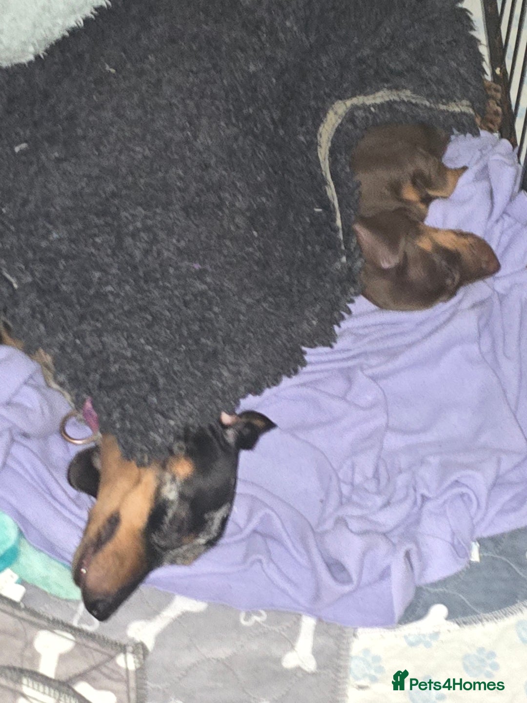 Miniature Dachshund dogs for sale: Galaxy Chocolate: Your Sweetest Adventure Awaits! - Image 18