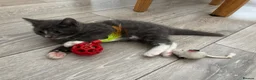 British Longhair cats for sale: 5 stunning kittens  - Advert 19