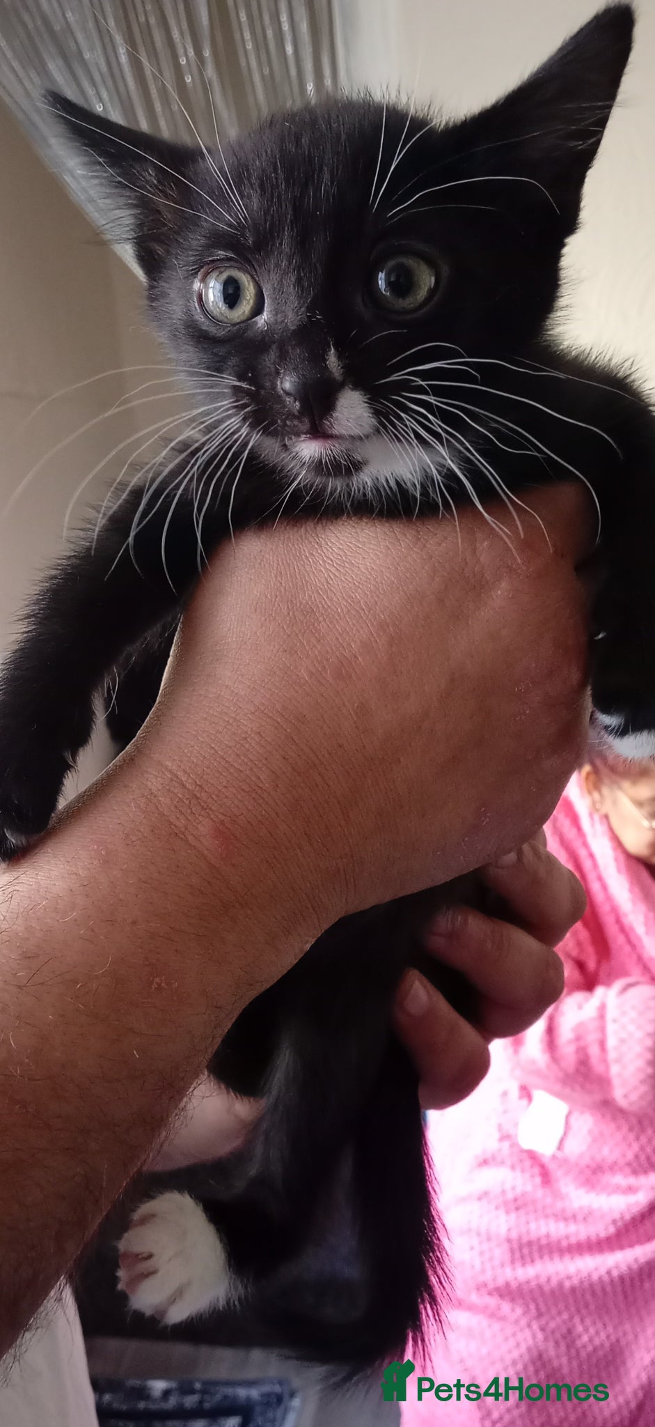 Mixed Breed cats Cute kiten - Advert 1