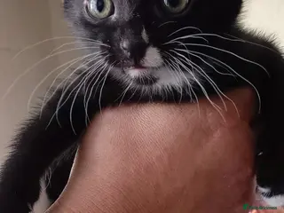 Mixed Breed cats Cute kiten - Advert 1