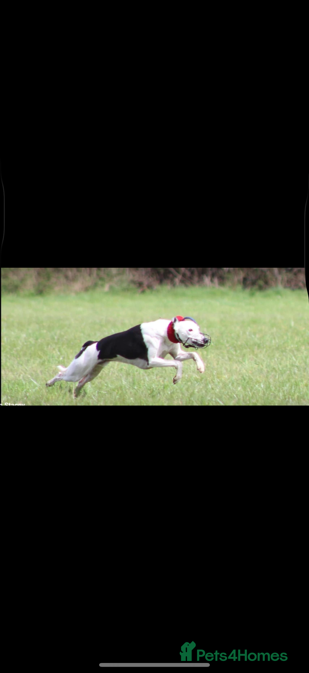 Whippet dogs for sale: Whippet dog pup - Image 6