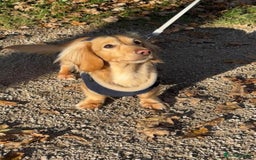 Miniature Dachshund dogs for stud: DNA health tested miniature dachshund  - Image 1