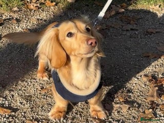 Miniature Dachshund dogs - Advert 12