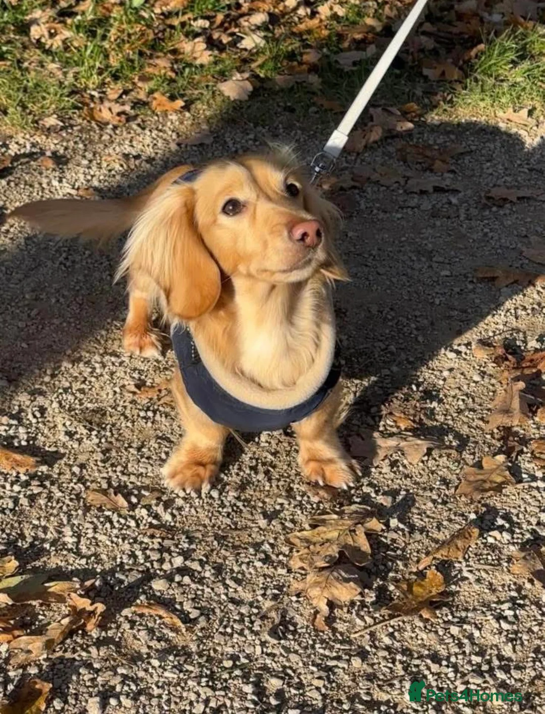 Miniature Dachshund dogs for stud: DNA health tested miniature dachshund  - Advert 1