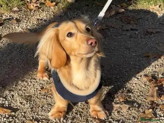 Miniature Dachshund dogs DNA health tested miniature dachshund - Advert 12