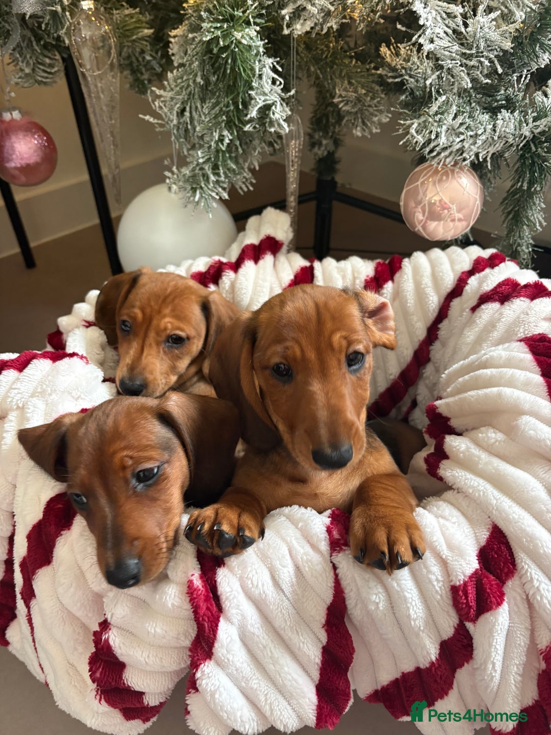 Dachshund dogs for sale: Beautiful dachshunds ready to leave now - Advert 2