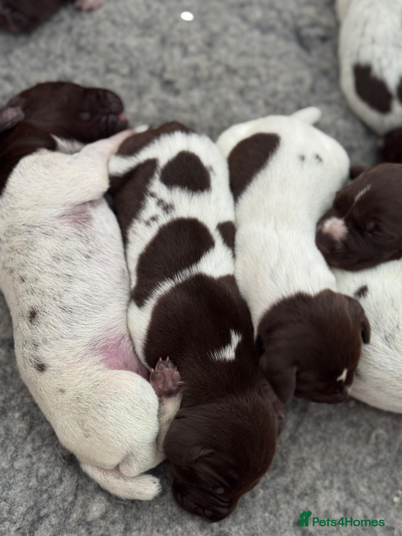 German Shorthaired Pointer dogs 🐾 KC Registered German Shorthaired Pointer Pups - Advert 11