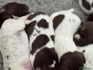 German Shorthaired Pointer dogs 🐾 KC Registered German Shorthaired Pointer Pups - Advert 11