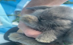 Dwarf Lop rabbits for sale: Cute little rabbits for sale - Image 6
