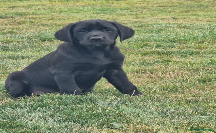 Labrador Retriever dogs - Advert 3
