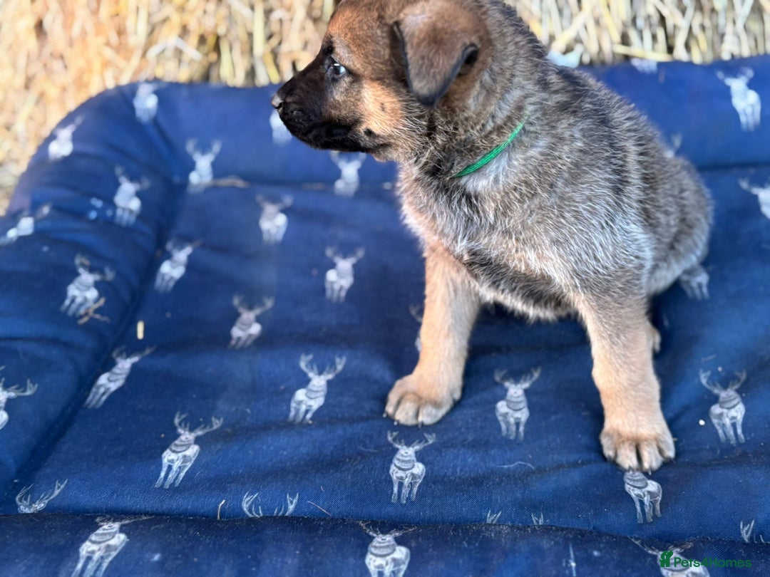 German Shepherd dogs for sale: German Shepherd x DDR GSD Puppies **READY TO GO* - Advert 13