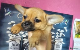 French Bulldog dogs for sale: Beautiful French Bulldogs  - Image 18