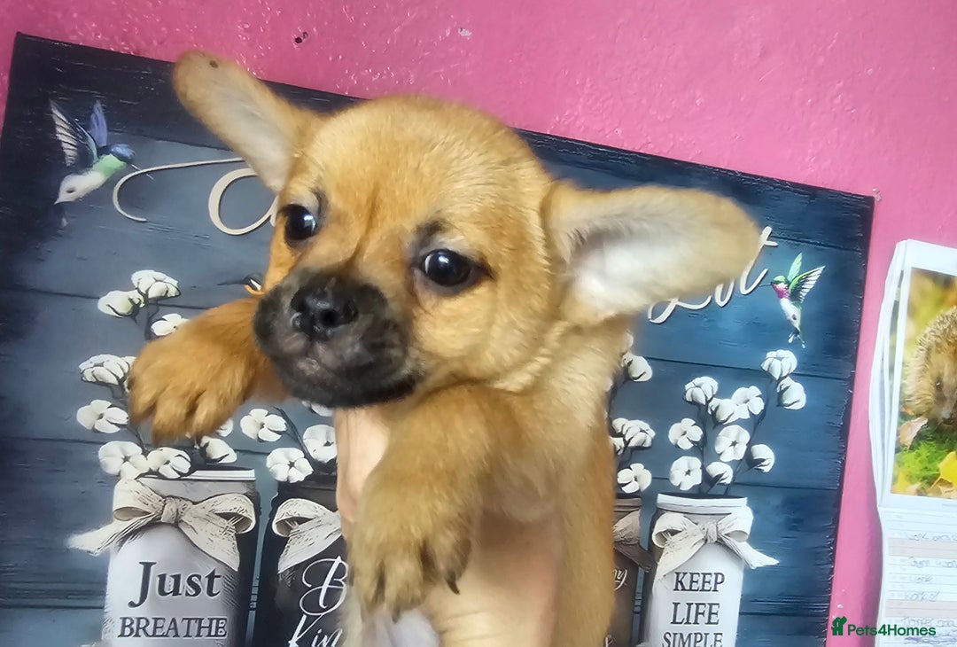 French Bulldog dogs for sale: Beautiful French Bulldogs  - Image 18