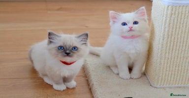 Ragdoll cats Beautiful Ragdoll Kittens - Advert 1