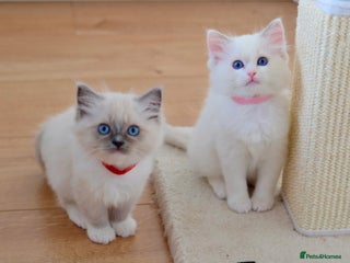 Ragdoll cats Beautiful Ragdoll Kittens - Advert 2