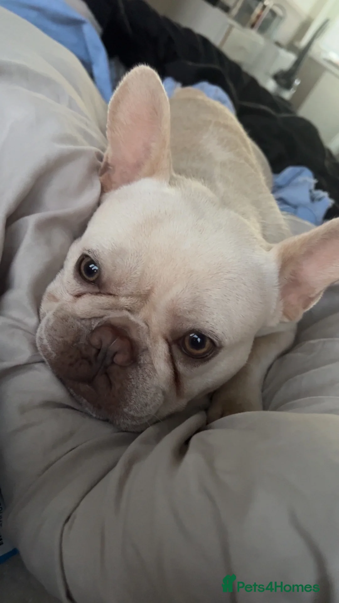 French Bulldog dogs for sale: French bulldog (Lilo) in Middlesbrough - Advert 1