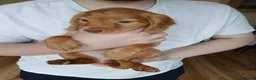 Cocker Spaniel dogs for sale: 7 cocker spaniel puppies  in Hartlepool - Advert 3