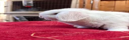 Dwarf Lop rabbits for sale: Two loving blue eyed girls (vaccinated) - Advert 4
