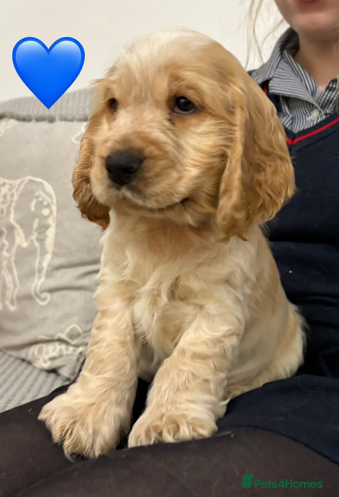 Cocker Spaniel dogs for sale: KC Reg Delightful Show Type Cocker Spaniels - Advert 26