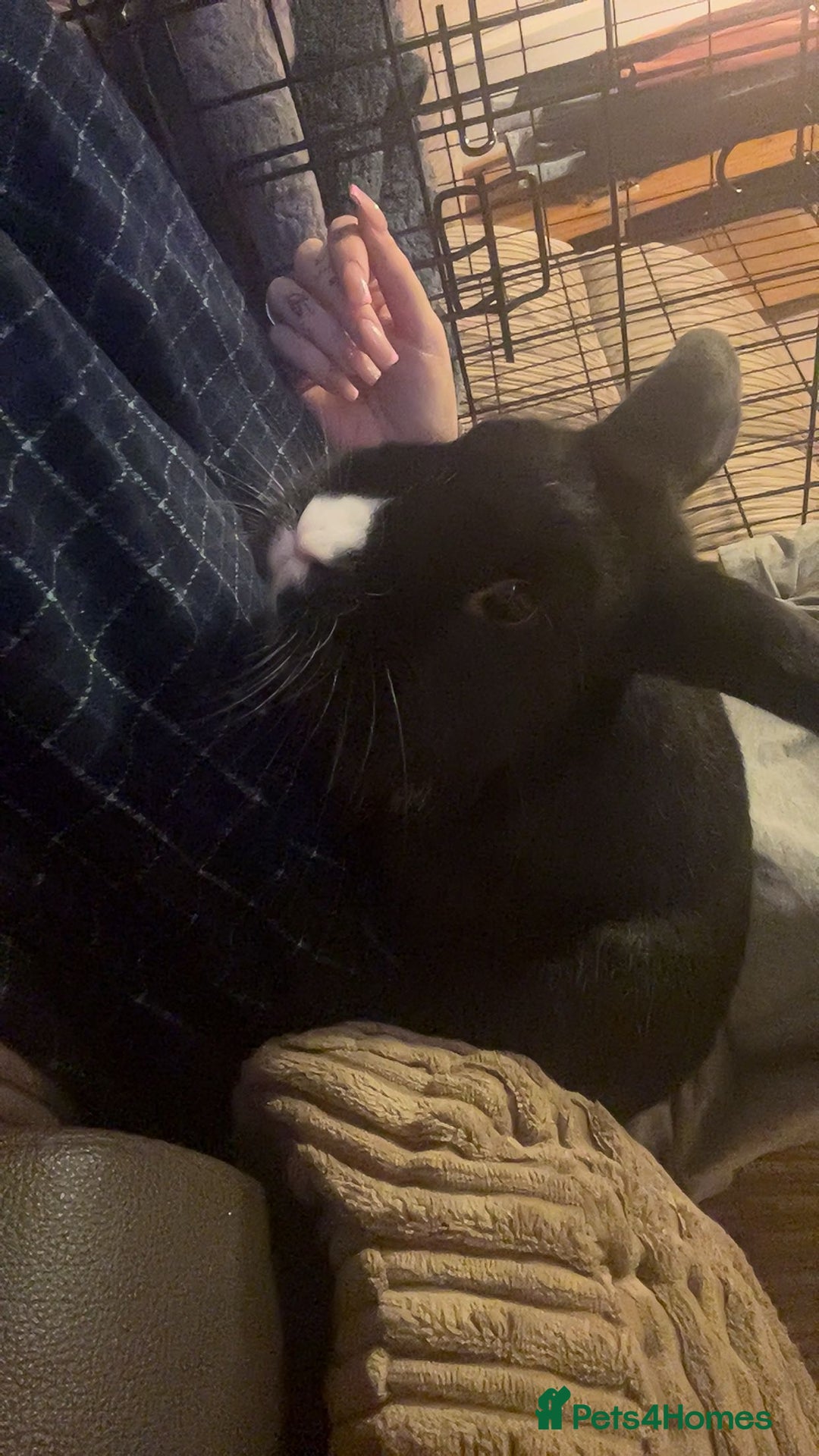 Mixed Breed rabbits for sale: Pair of rabbits for rehoming asap - Advert 4