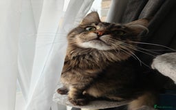 Maine Coon cats for sale: Cute Maine coon male  - Advert 3