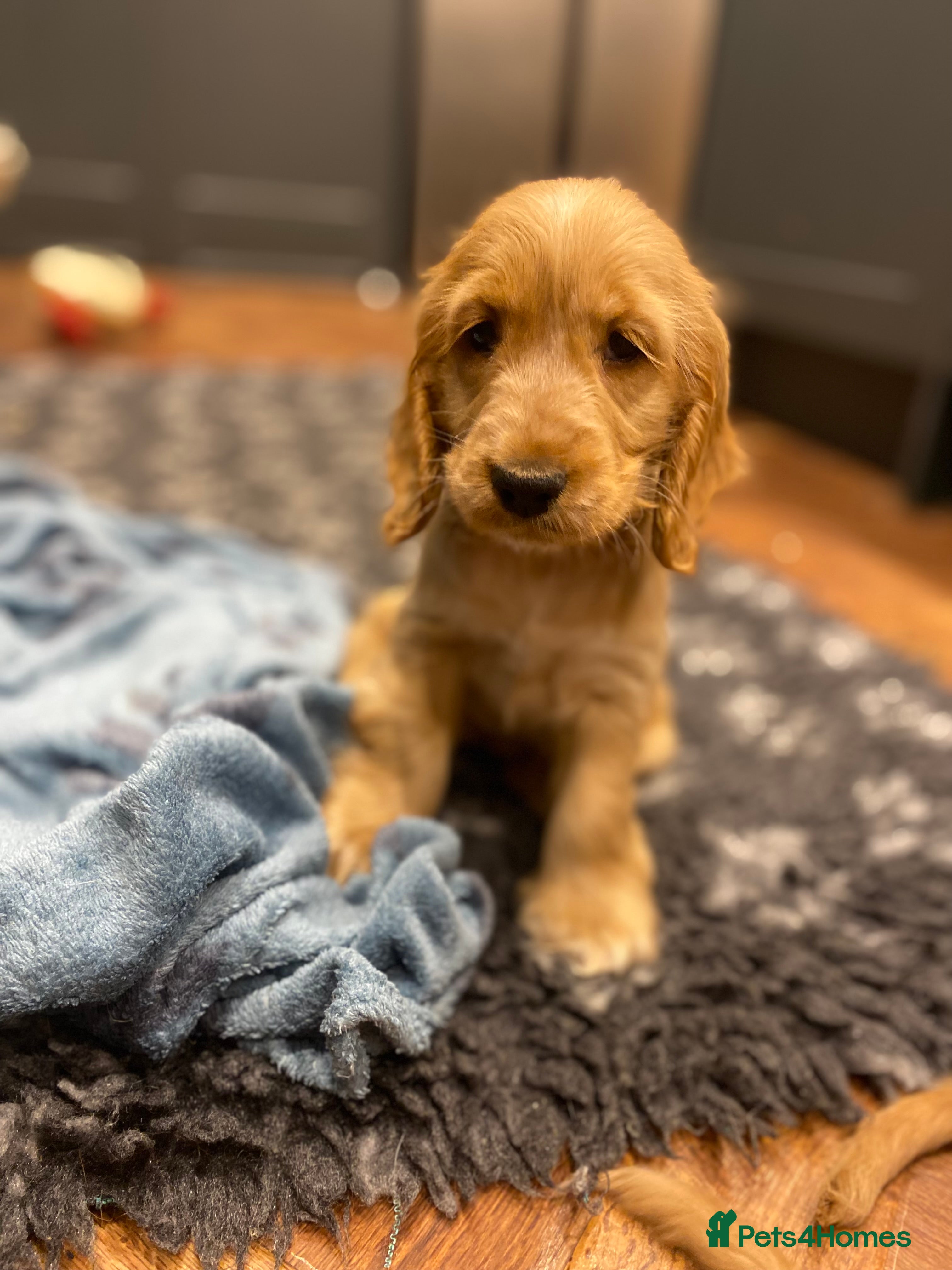 Cocker Spaniel dogs Gorgeous golden Show Cocker spaniel Litter  - Advert 3
