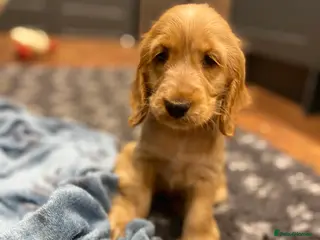 Cocker Spaniel dogs Gorgeous golden Show Cocker spaniel Litter - Advert 3