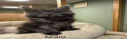 Maine Coon cats for sale: Maine Coon XXL Pedigree Aberdeen  - Advert 3