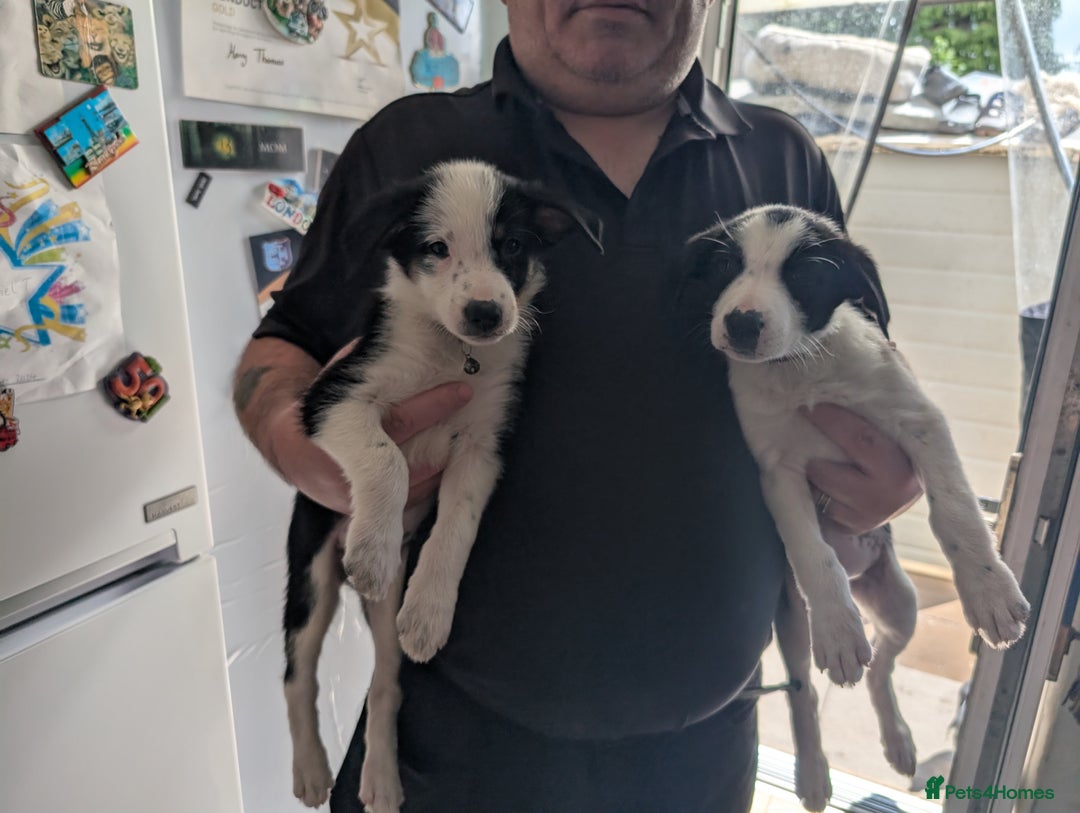 Border Collie dogs for sale: Border collie puppies  - Image 5