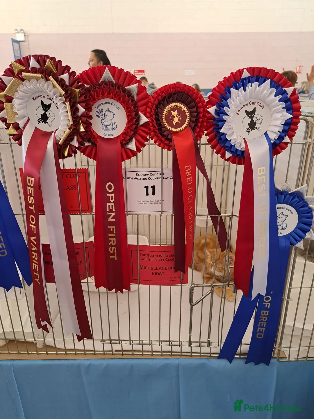 Exotic cats for sale: Adorable GCCF Registered Exotic Kittens  - Advert 2