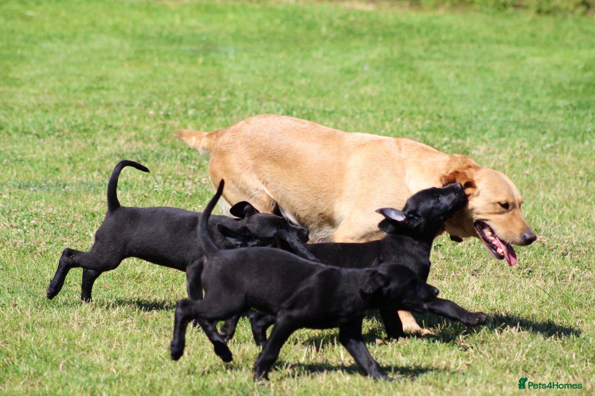 Mixed Breed dogs Labrador x Doberman  - Advert 1