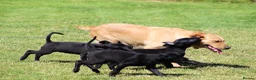Mixed Breed dogs for sale: Labrador x Doberman  - Advert 4