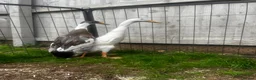 Mixed Breed poultry for sale: Runner Ducks and Bantams - Advert 3