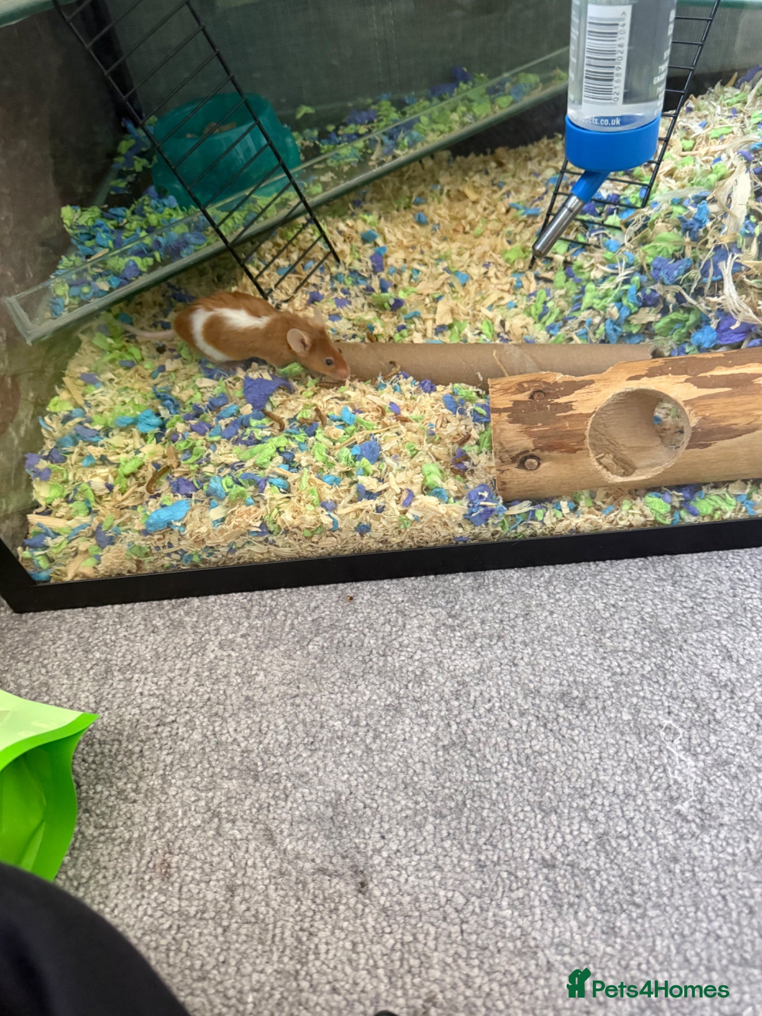 Mouse rodents X2 Female mice - Advert 1