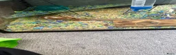 Mouse rodents for sale: X2 Female mice - Advert 1