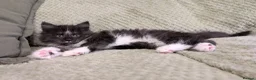 Maine Coon cats for sale: Two beautiful girls available  - Advert 7