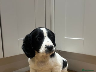 Cocker Spaniel dogs KC COCKER SPANIEL PUPPIES - Advert 2