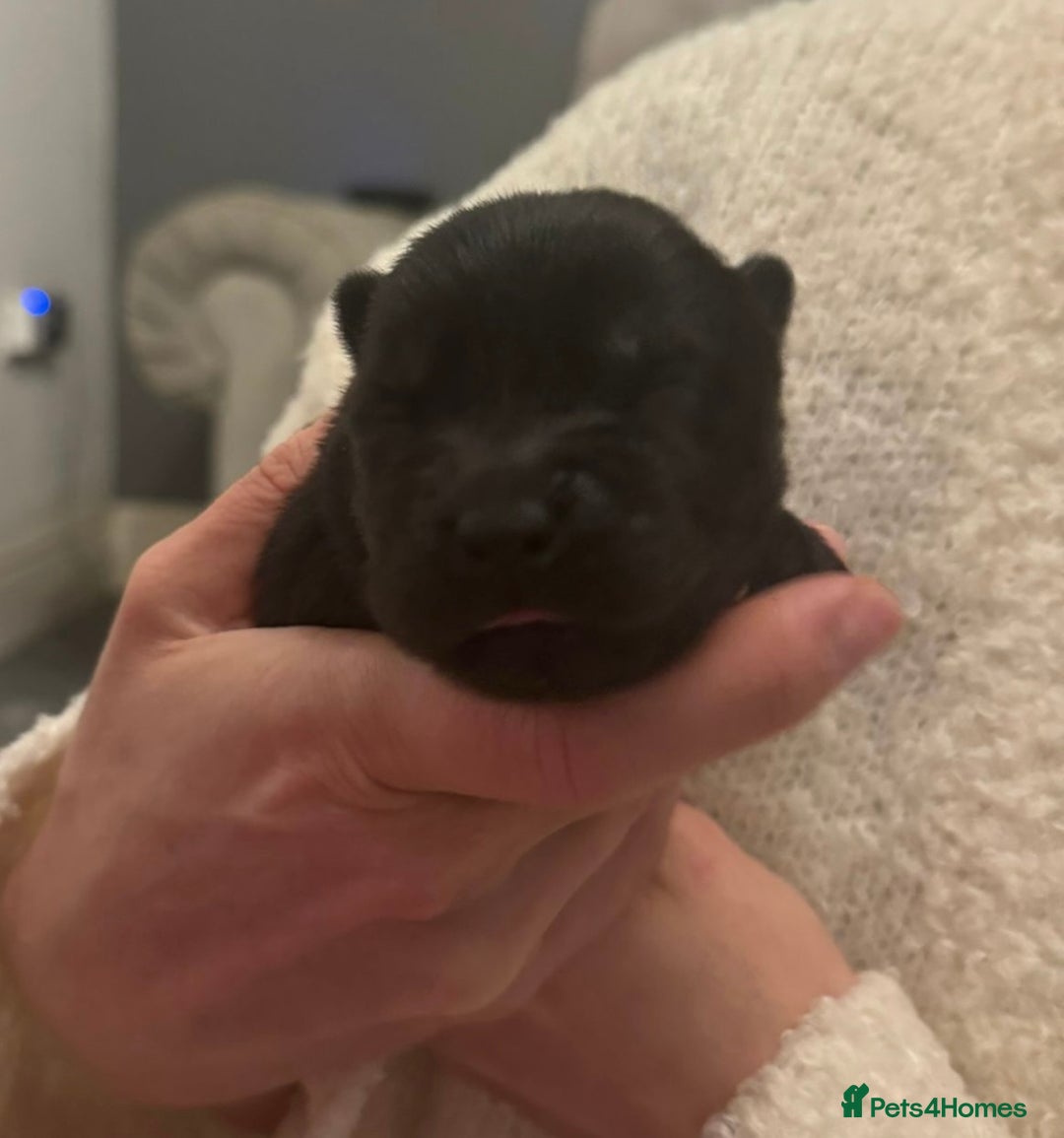 Chow Chow dogs for sale: KC reg chow chows  - Advert 3