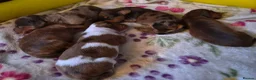 Miniature Dachshund dogs for sale: Miniature Dachshunds (short-haired) - Advert 14