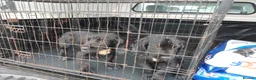 Sprocker dogs for sale: 4 Sprocker pups - Advert 2
