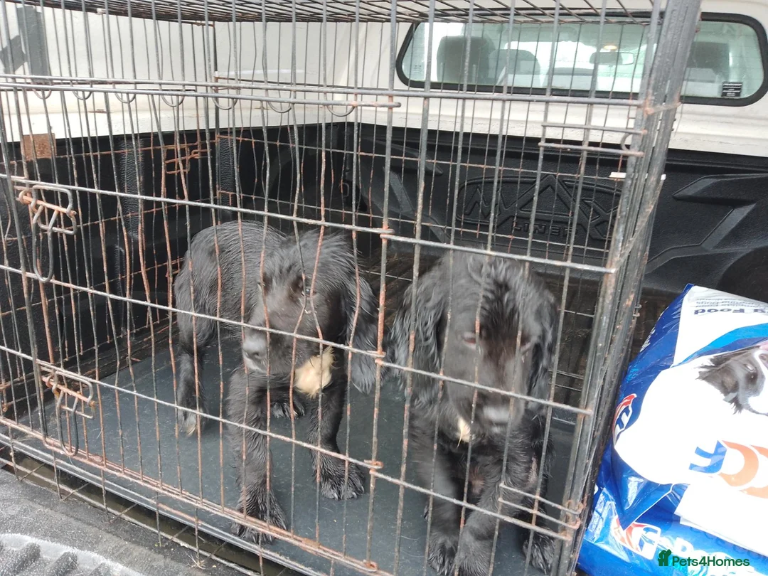 Sprocker dogs for sale: 4 Sprocker pups - Advert 2