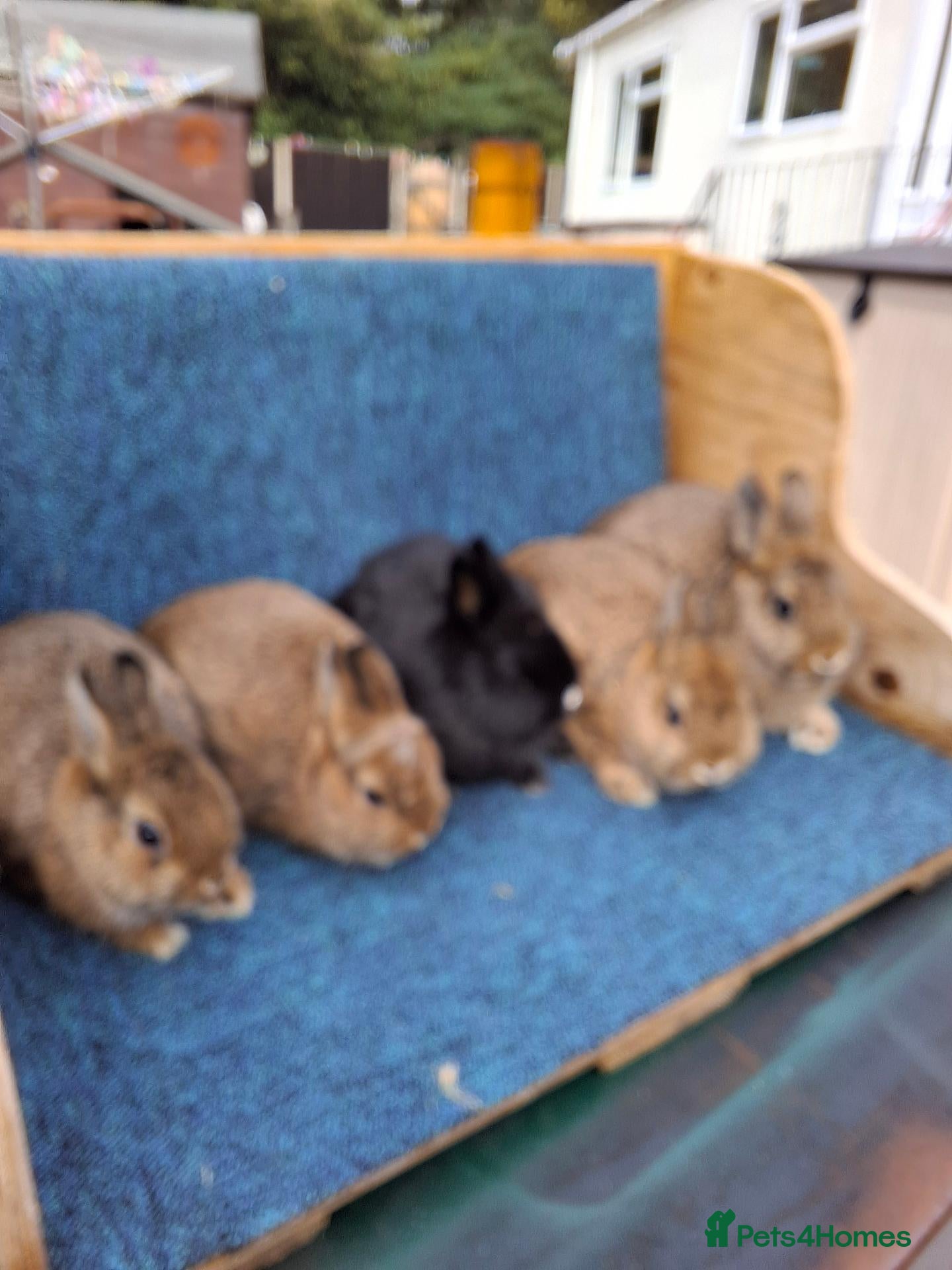 Netherland Dwarf rabbits Beautiful netherland dwarf rabbits - Advert 2