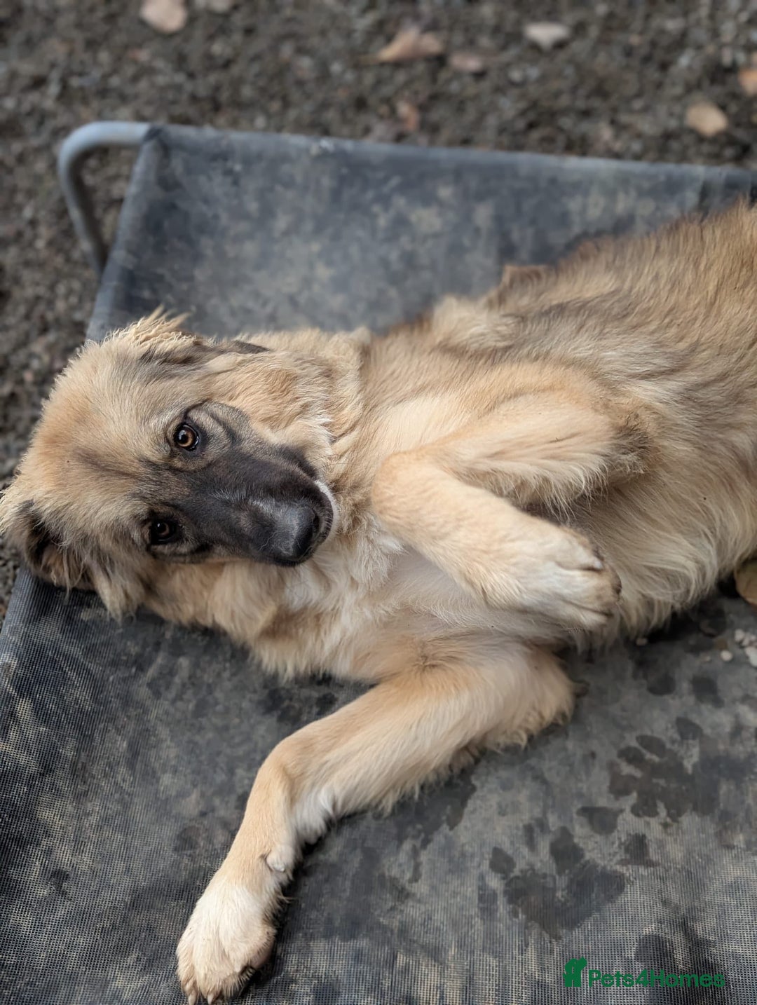 Mixed Breed dogs for adoption: Meet Iona – The Sweet, Shy Sister - Image 8