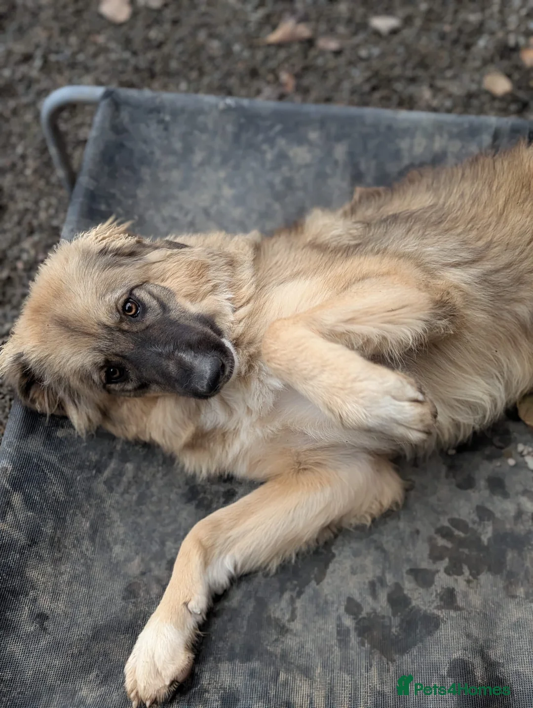 Mixed Breed dogs for adoption: Meet Iona – The Sweet, Shy Sister - Advert 8