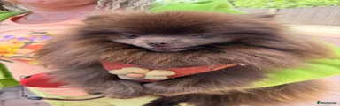 Pomeranian 1