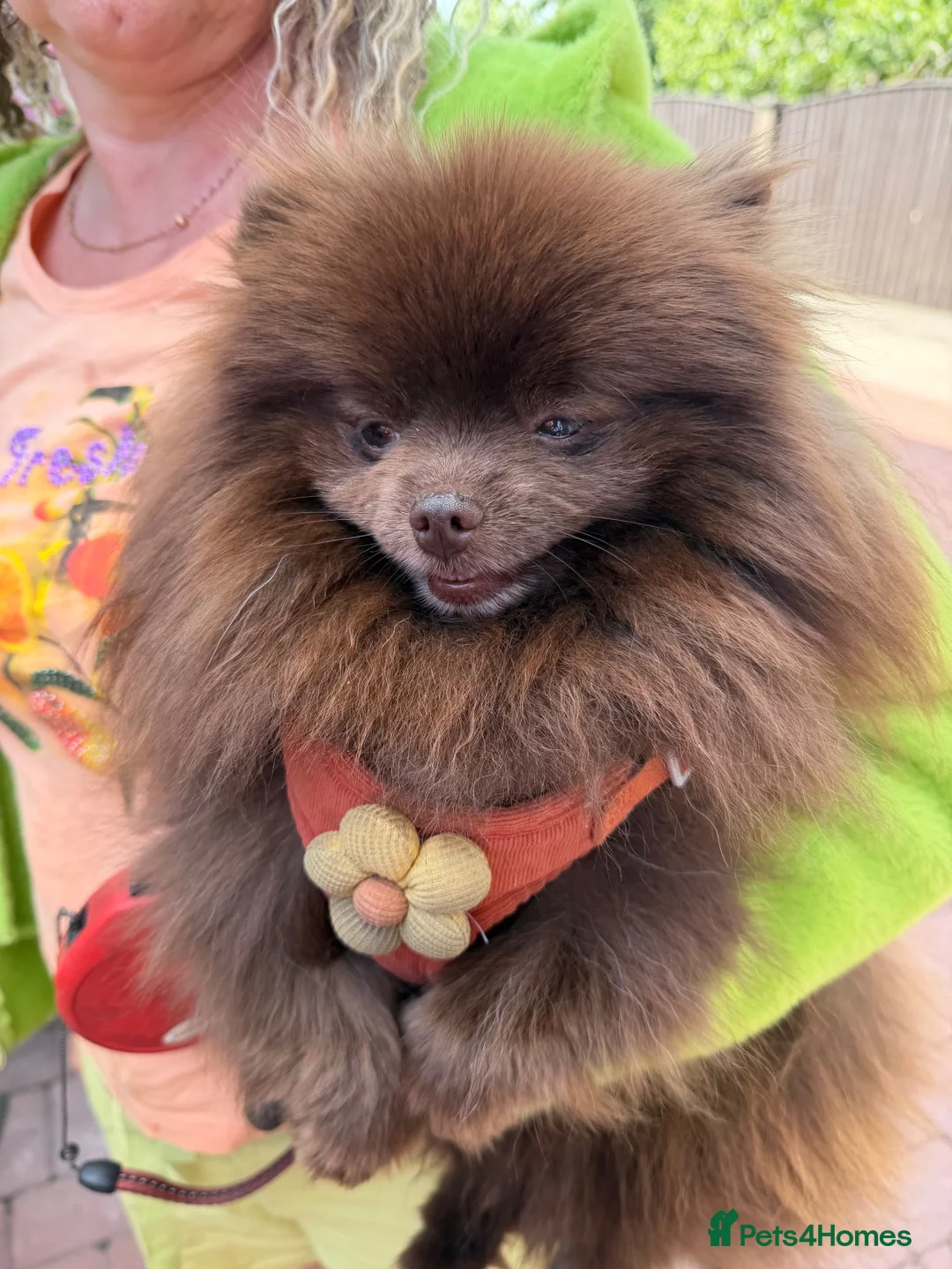 Pomeranian dogs for sale: Chocolate Pomeranian boy  - Advert 2
