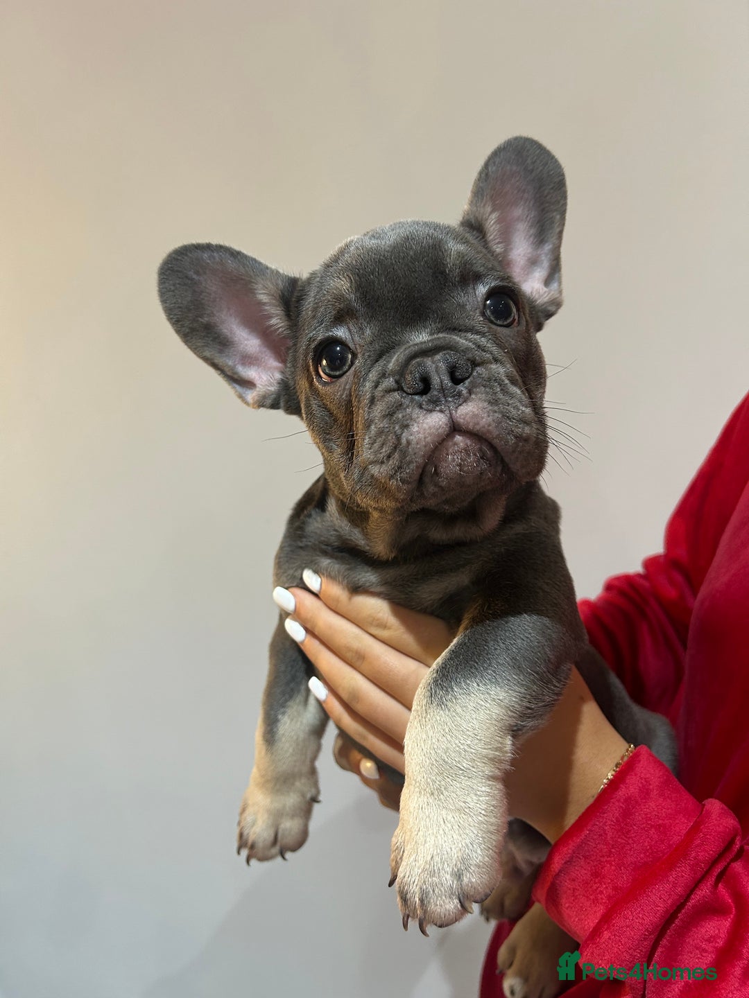 French Bulldog dogs for sale: READY NOW KC registered x 5 french bulldogs pups - Advert 1