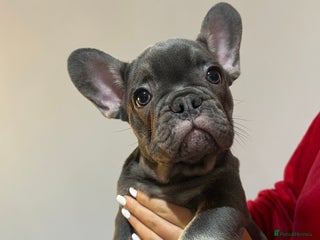 French Bulldog dogs READY NOW KC registered x 5 french bulldogs pups - Advert 1