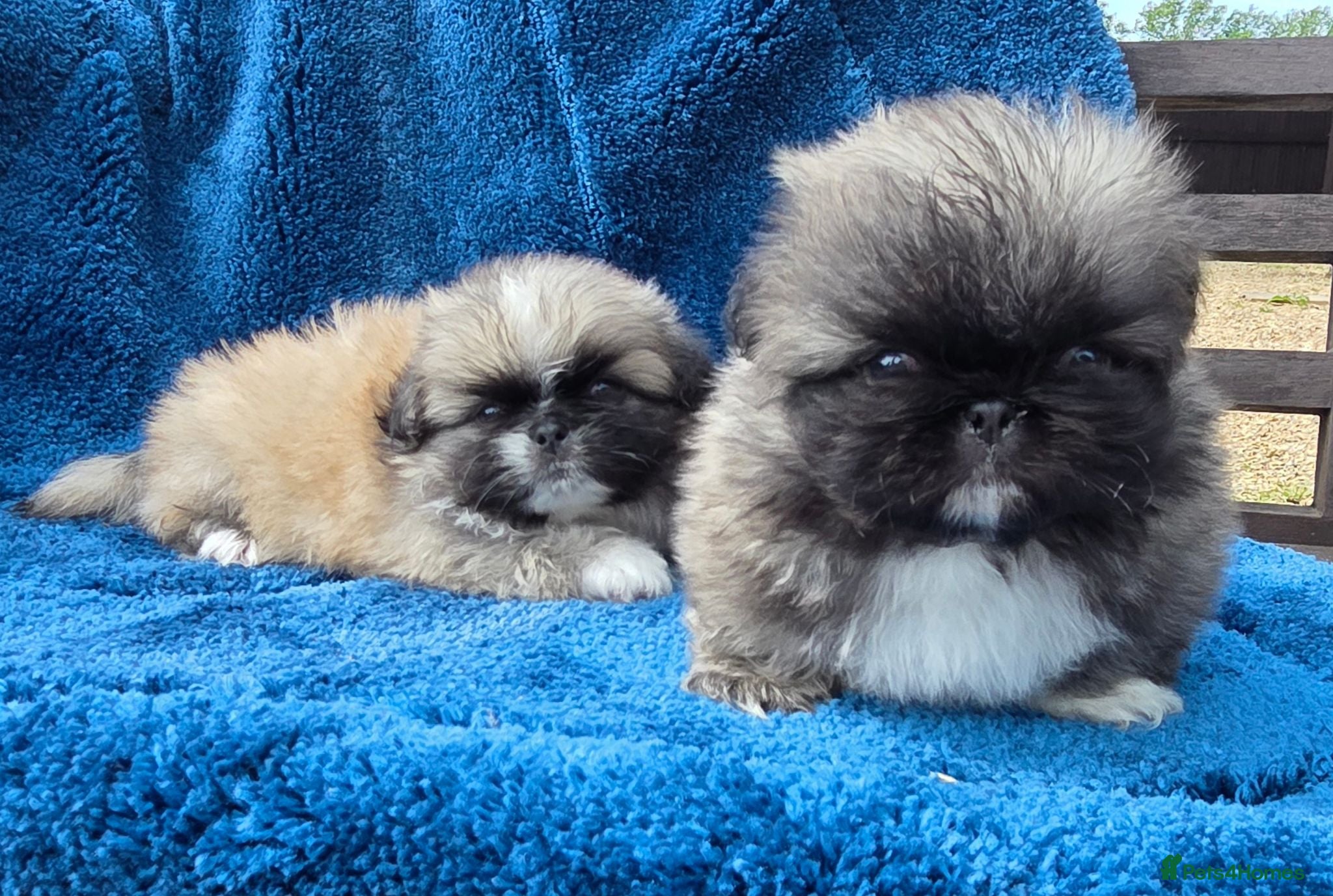 Pekingese dogs KC Registered Pekingese Puppies top quality  - Advert 5