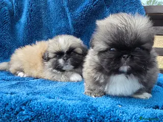 Pekingese dogs KC Registered Pekingese Puppies top quality - Advert 4